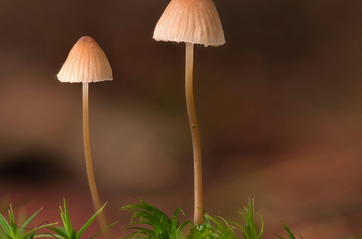 Don’t Drown Your Garden! How to Avoid Overwatering with Sprinklers